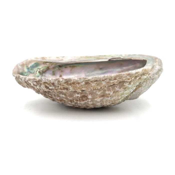 Conchiglia Abalone